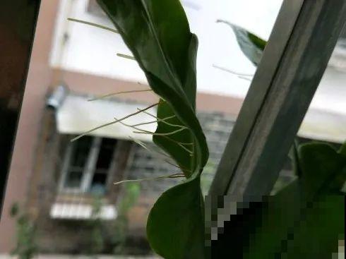 花在半空中生根了？恭喜你，又多了一棵花