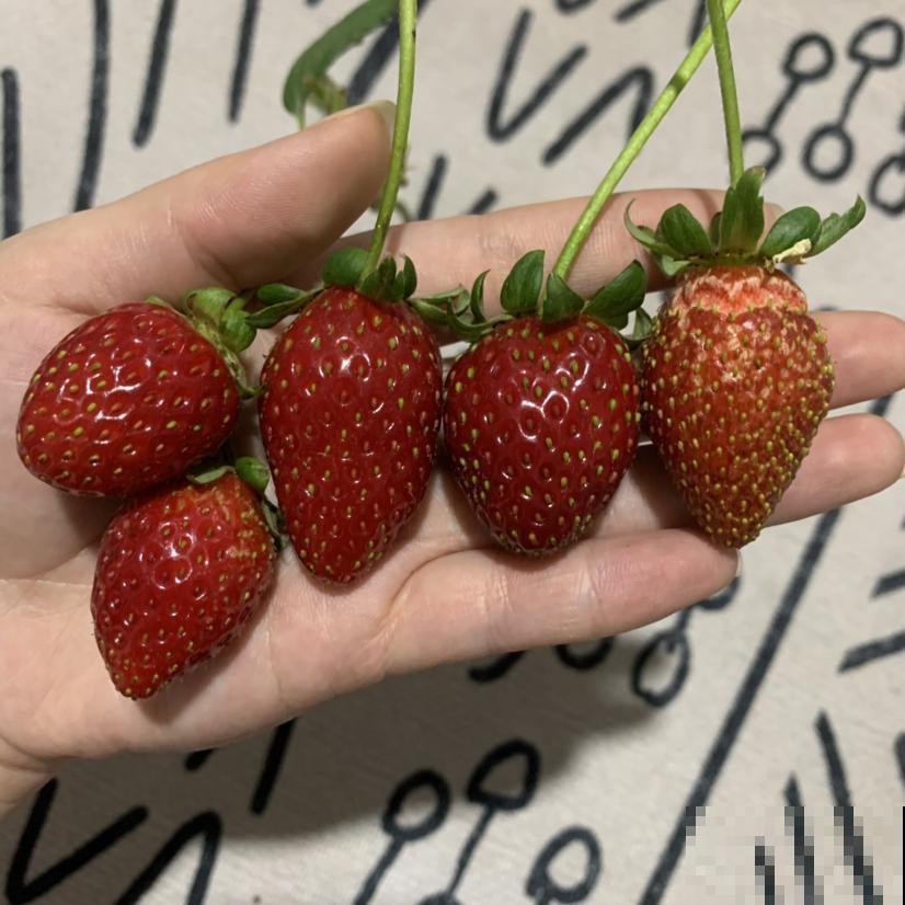 草莓50块钱一斤,不如自己在家种盆栽,想吃多少摘多少 草莓50块钱一斤,不如自己在家种盆栽,想吃多少摘多少