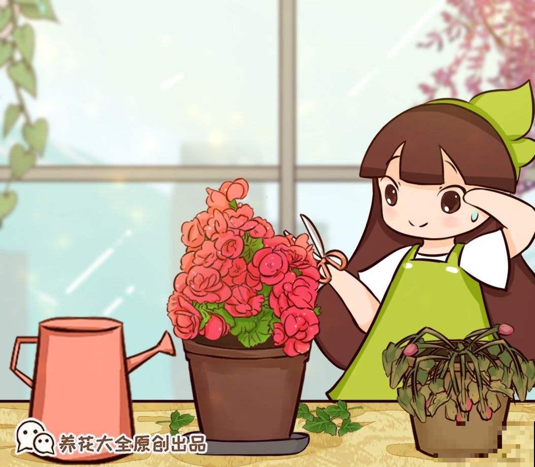 老花农多年总结出的经验，做好这4件事，肯定能养好丽格海棠！