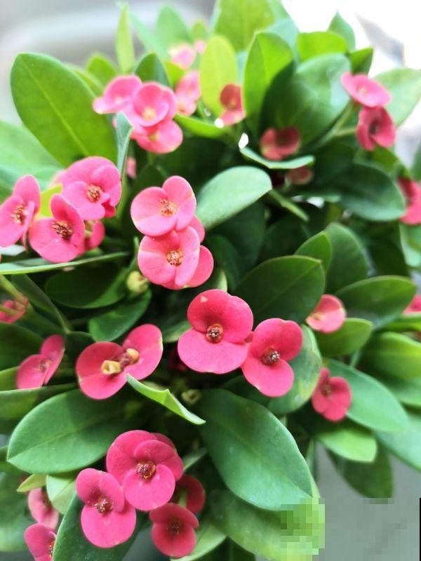 4种花让人又爱又恨,养还是不养,真是一个难题 4种花让人又爱又恨,养还是不养,真是一个难题