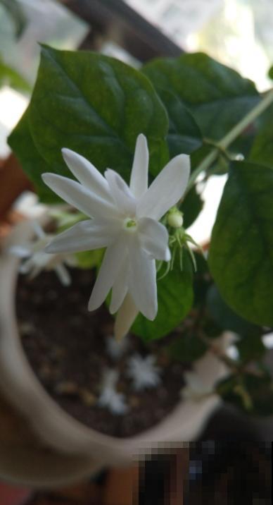 2021赏花时间表，记好这些时间，再也不怕错过花期！