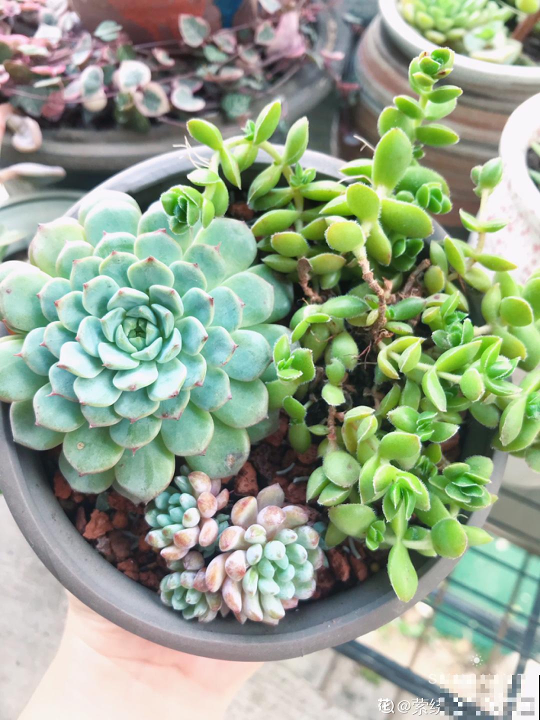 我在村里种多肉,盆盆状态美如画,城里人眼馋 我在村里种多肉,盆盆状态美如画,城里人眼馋