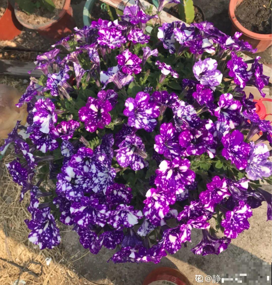 春天暖和了，6种花疯狂冒花苞，拦都拦不住