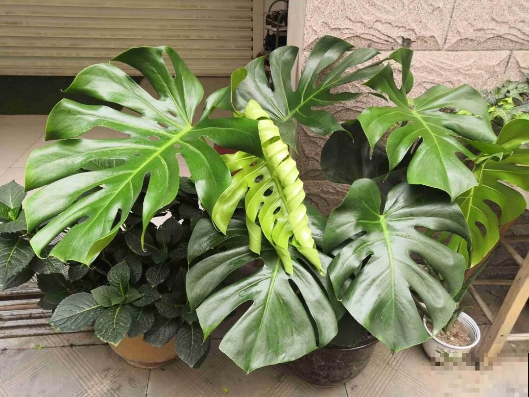 在家里养盆大型花卉,四季常绿生机勃勃,把春天锁在家里! 在家里养盆大型花卉,四季常绿生机勃勃,把春天锁在家里!