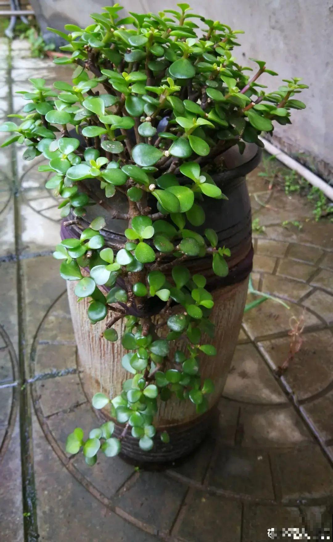 超级耐旱花，整个冬天不浇水，还能胖一圈！