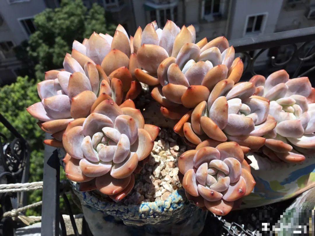 多肉要是养好了，精致得像艺术品，光看就很满足了