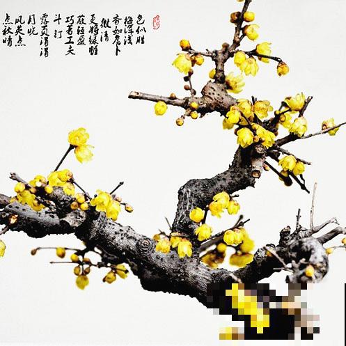 干枝杜鹃不能买，罪恶产业链，没有买卖就没有盗采