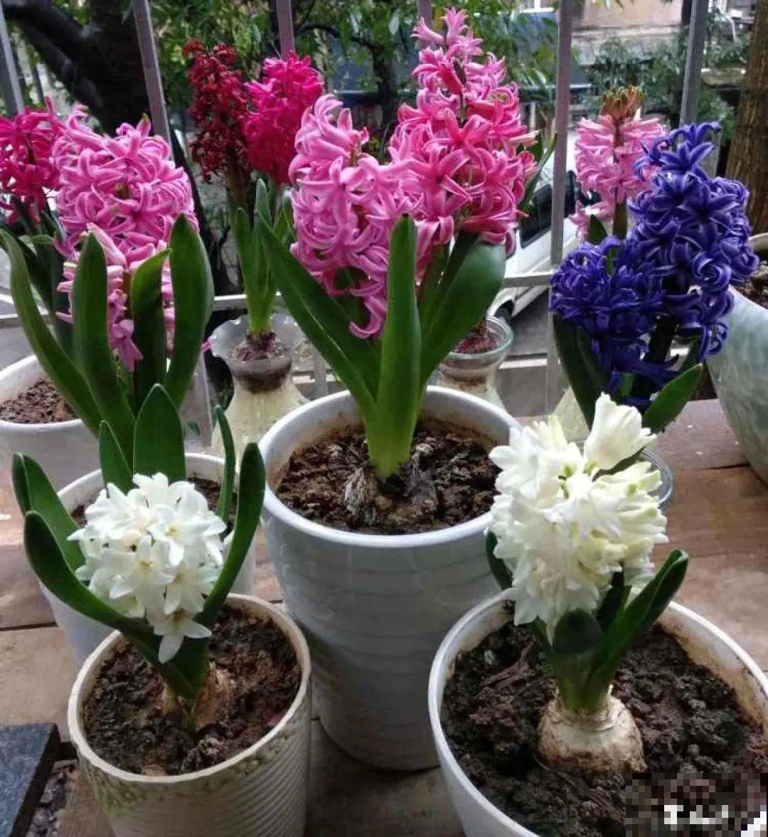 16种高颜值花，冬天耐寒不娇气，新手也能养爆盆