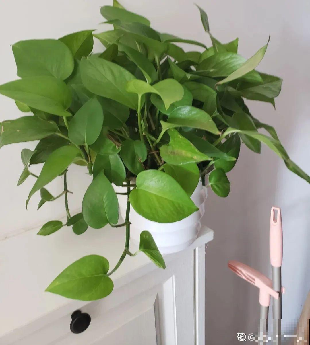 24种花,净化空气最厉害,绿萝竟然倒数! 24种花,净化空气最厉害,绿萝竟然倒数!