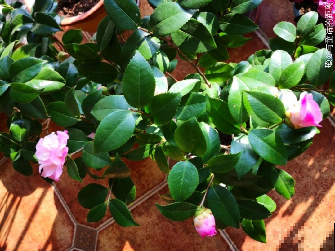 冬天的香水花，养1盆满屋子飘香，千万不要放卧室