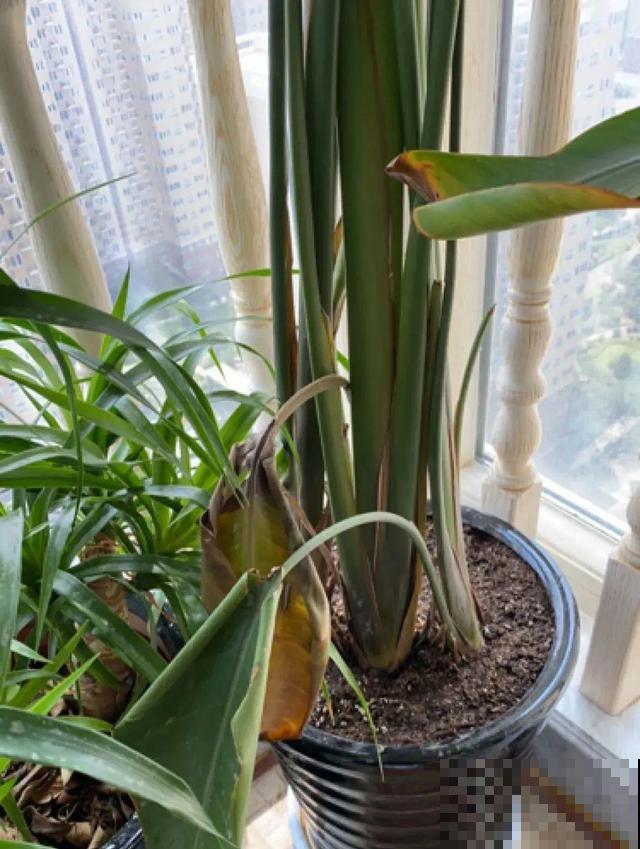 家里养这10种花,冻伤了要赶紧救,晚了就救不回来了 家里养这10种花,冻伤了要赶紧救,晚了就救不回来了