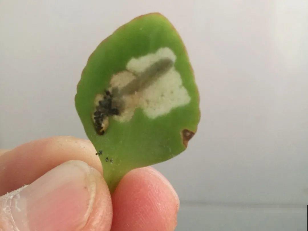 惊蛰之后，小虫乱飞，教你16种杀虫方法