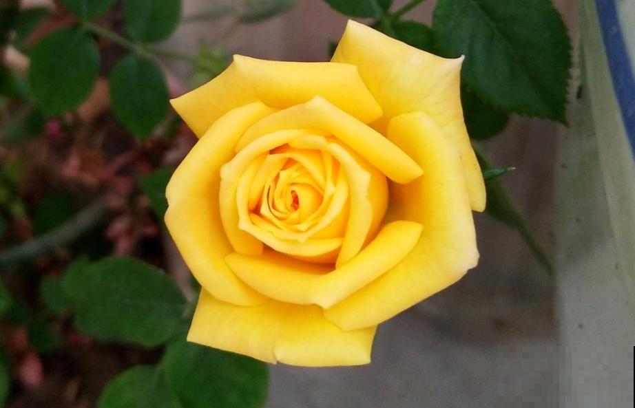 7个植物冷知识，知道的人太少，看完真长知识！