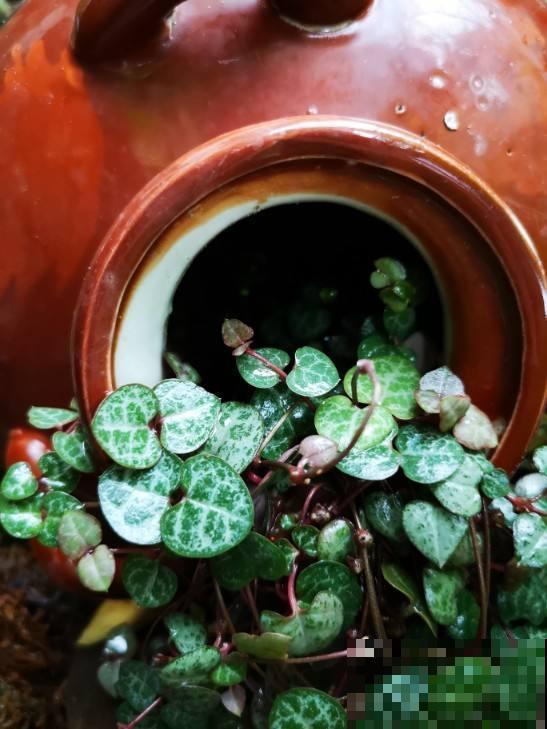 家里养了一盆花，叶子是心形，颜值真高！