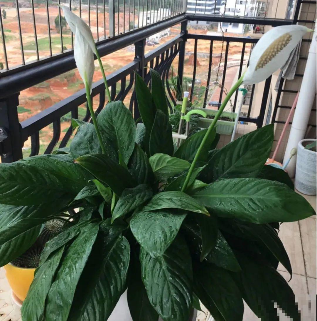 8种难养的花，脱土脱盆泡水里，越浇水长得越旺！