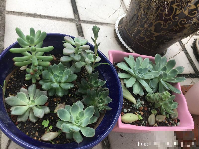 多肉长得老高,长成了“瘦高杆”,赶紧砍掉还能变美 多肉长得老高,长成了“瘦高杆”,赶紧砍掉还能变美