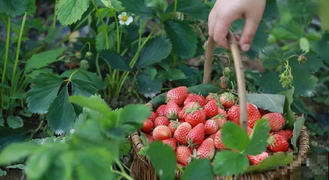3年的时间，老院子变成大花园，过上塔莎奶奶一样的日子！