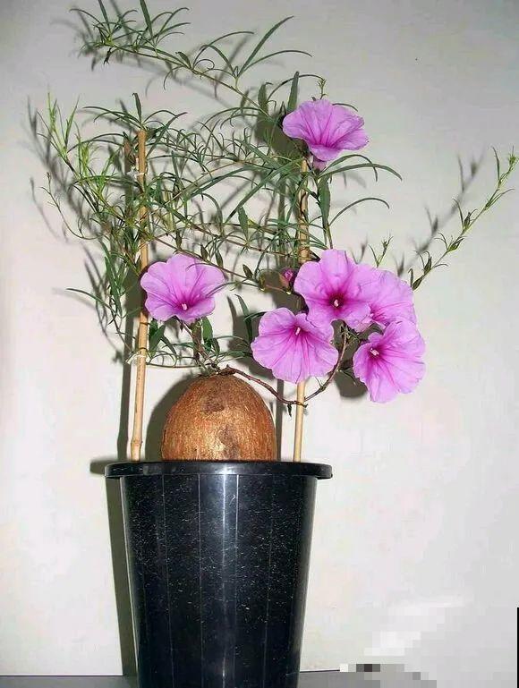 农村树上长出大萝卜?开出灯笼花,价格贵的出奇! 农村树上长出大萝卜?开出灯笼花,价格贵的出奇!