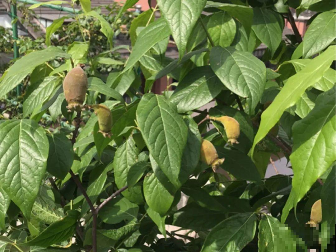 7种花先开花后长叶，颜值超高，养一盆爱一盆