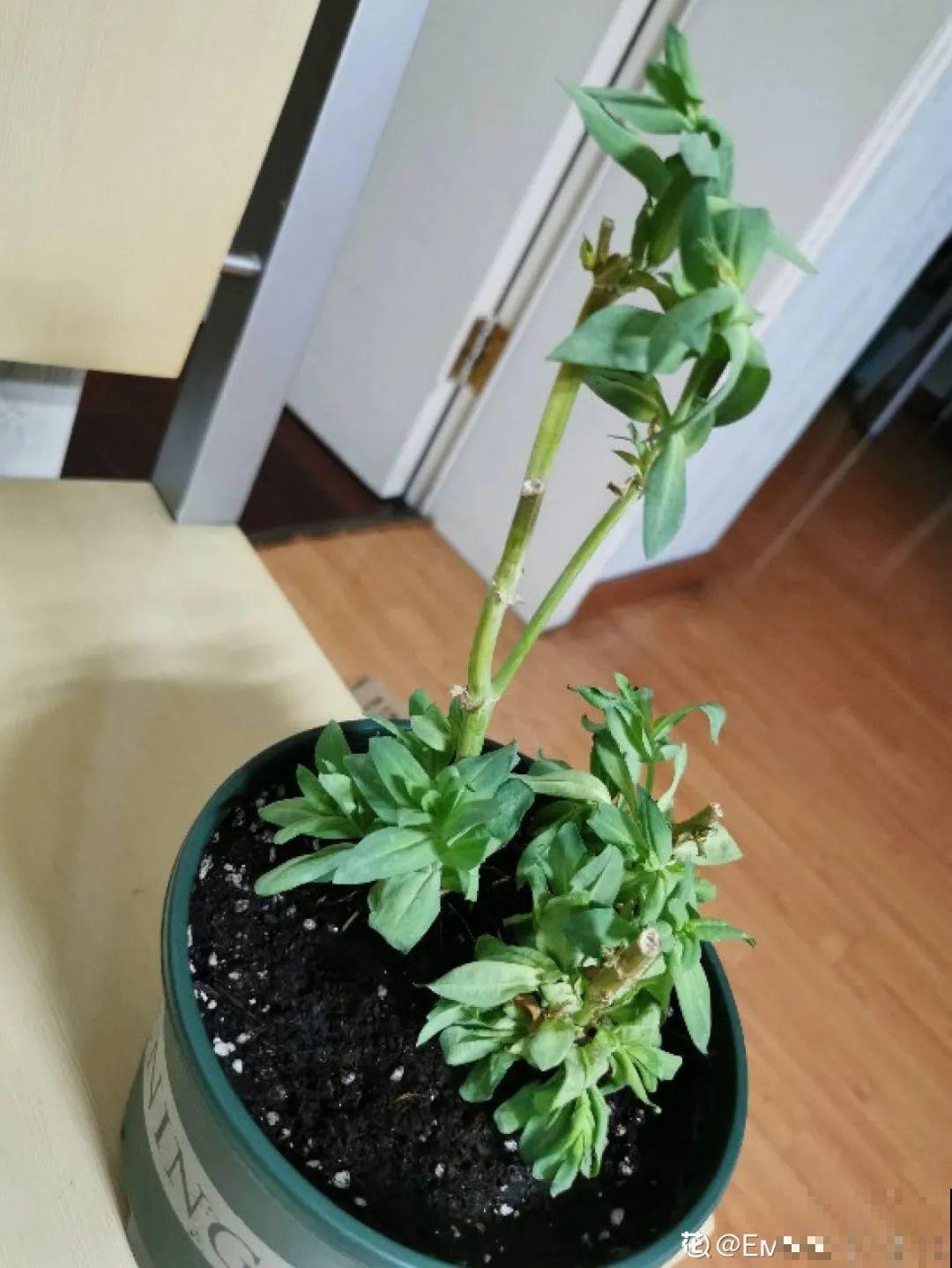 6种花是一次性，开完可以扔了，别再浪费时间