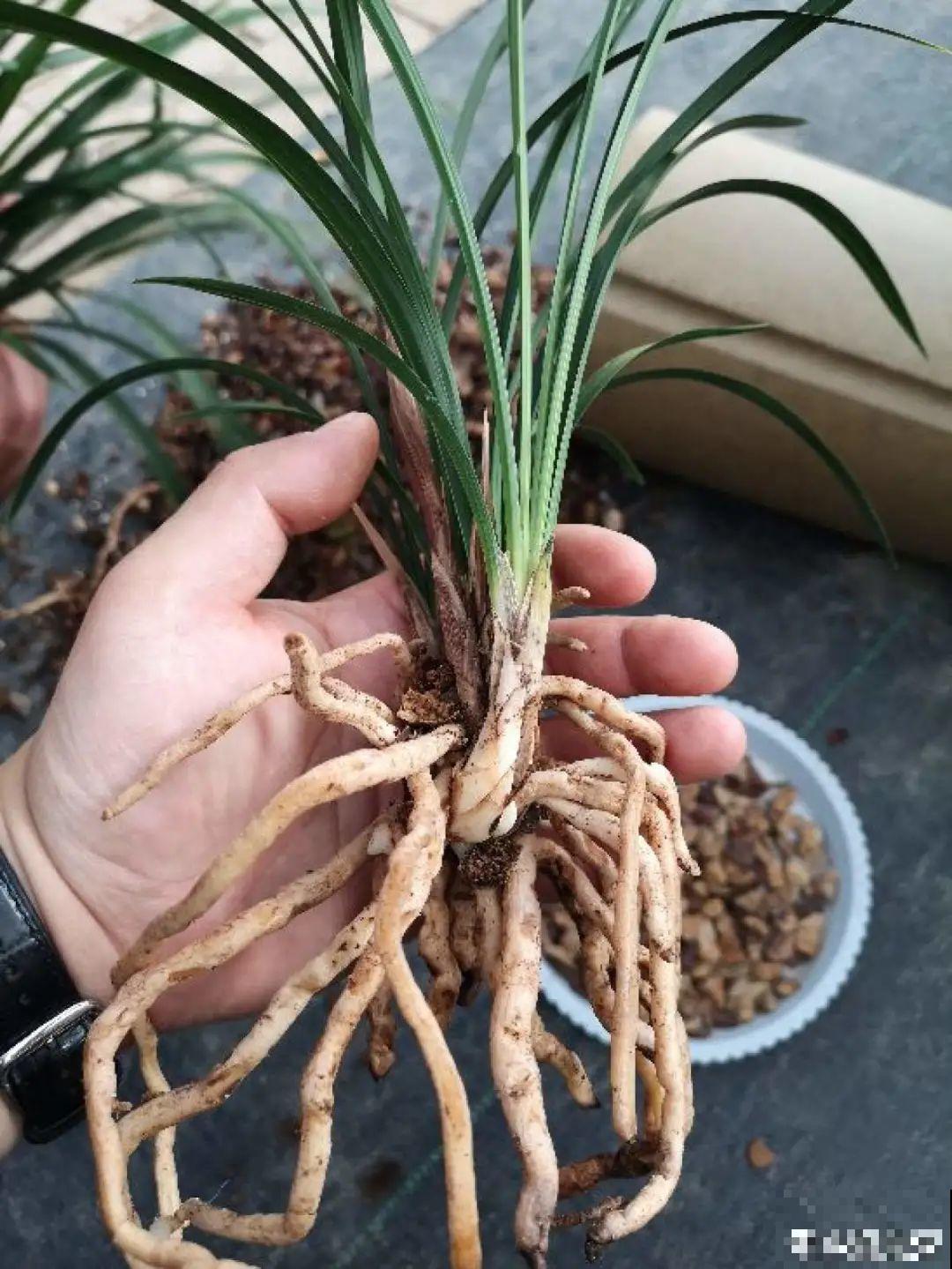 春天给花分株，1盆变成多盆，很快爆盆