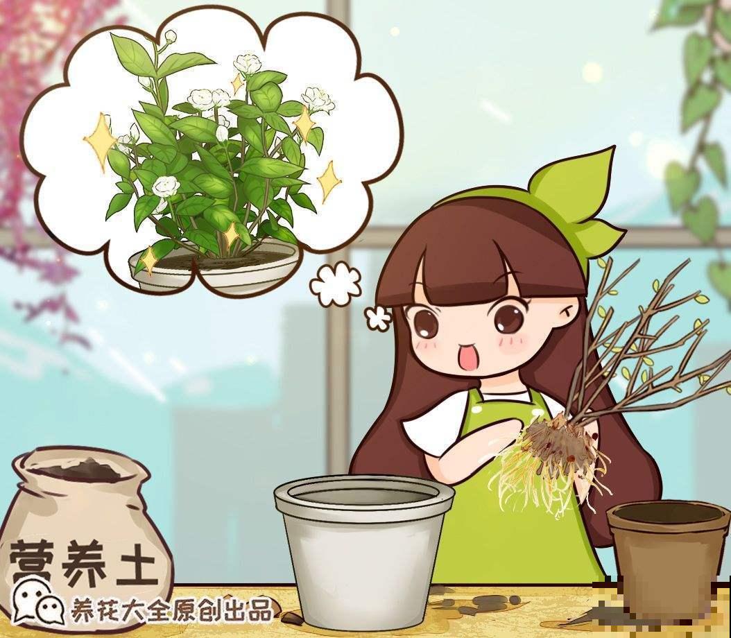 手把手教你怎样给花卉换盆，简单实用，换完花卉越长越旺