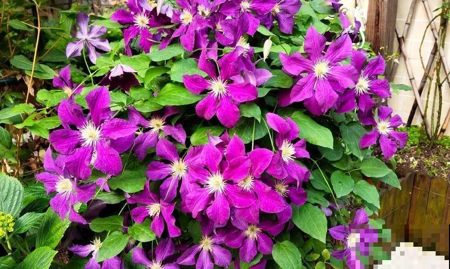 5年的花园，消失只要3天，全没了……