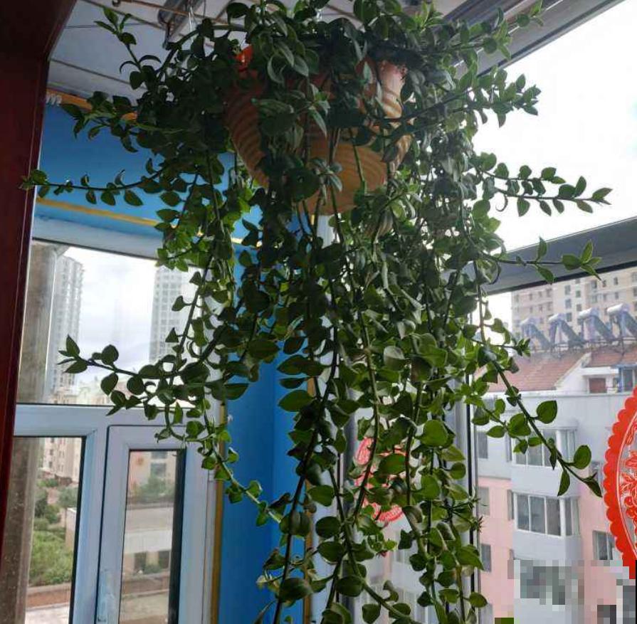 养鱼水浇花肥效好？为啥越浇越坏？这3点要注意！