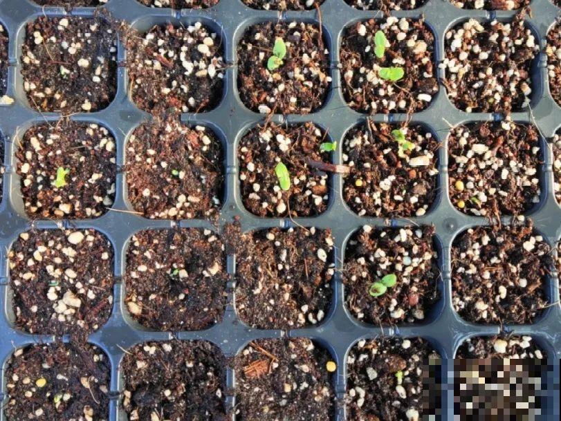 5年的花园，消失只要3天，全没了……