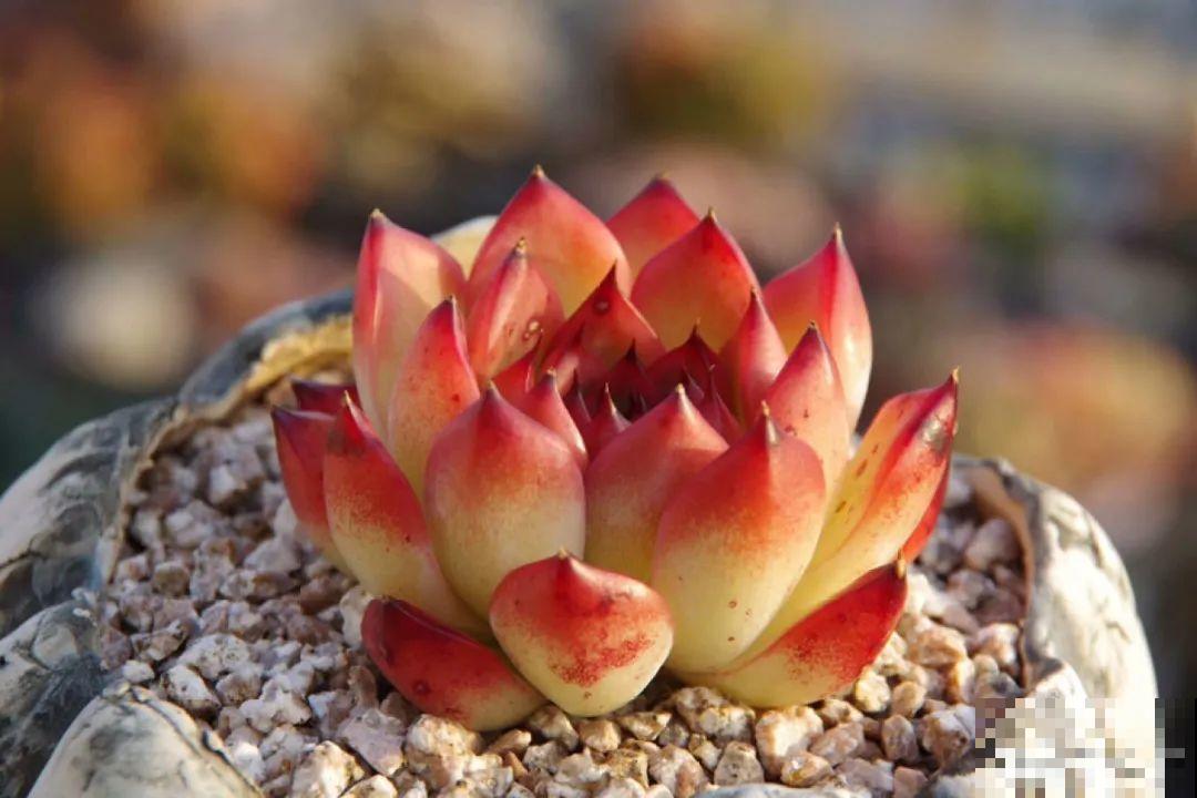 多肉要是养好了，精致得像艺术品，光看就很满足了