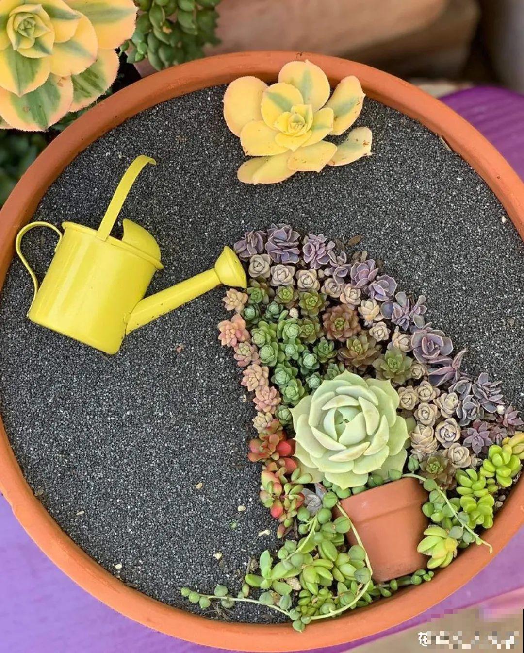 多肉塞进一个盆里，像是艺术品，颜值高了好几个档次！