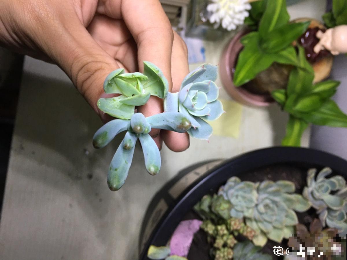 养多肉也有难处，亲身实践告诉你，掌握要点才能养好多肉