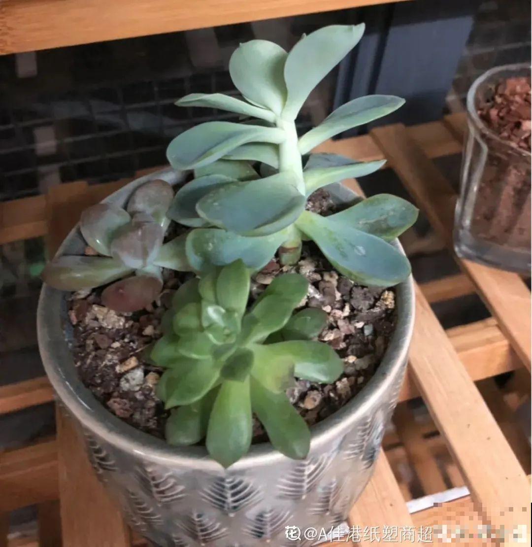 3月是给花剃头的好时机,现在狠心剪,下月就开花 3月是给花剃头的好时机,现在狠心剪,下月就开花