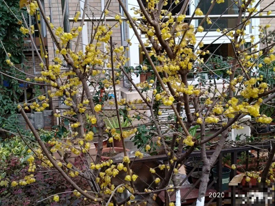 7种花先开花后长叶，颜值超高，养一盆爱一盆