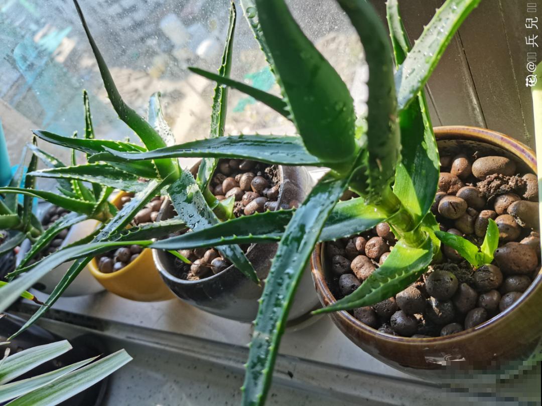 低于5度，6种花一整个冬天不浇水，也能照样活！