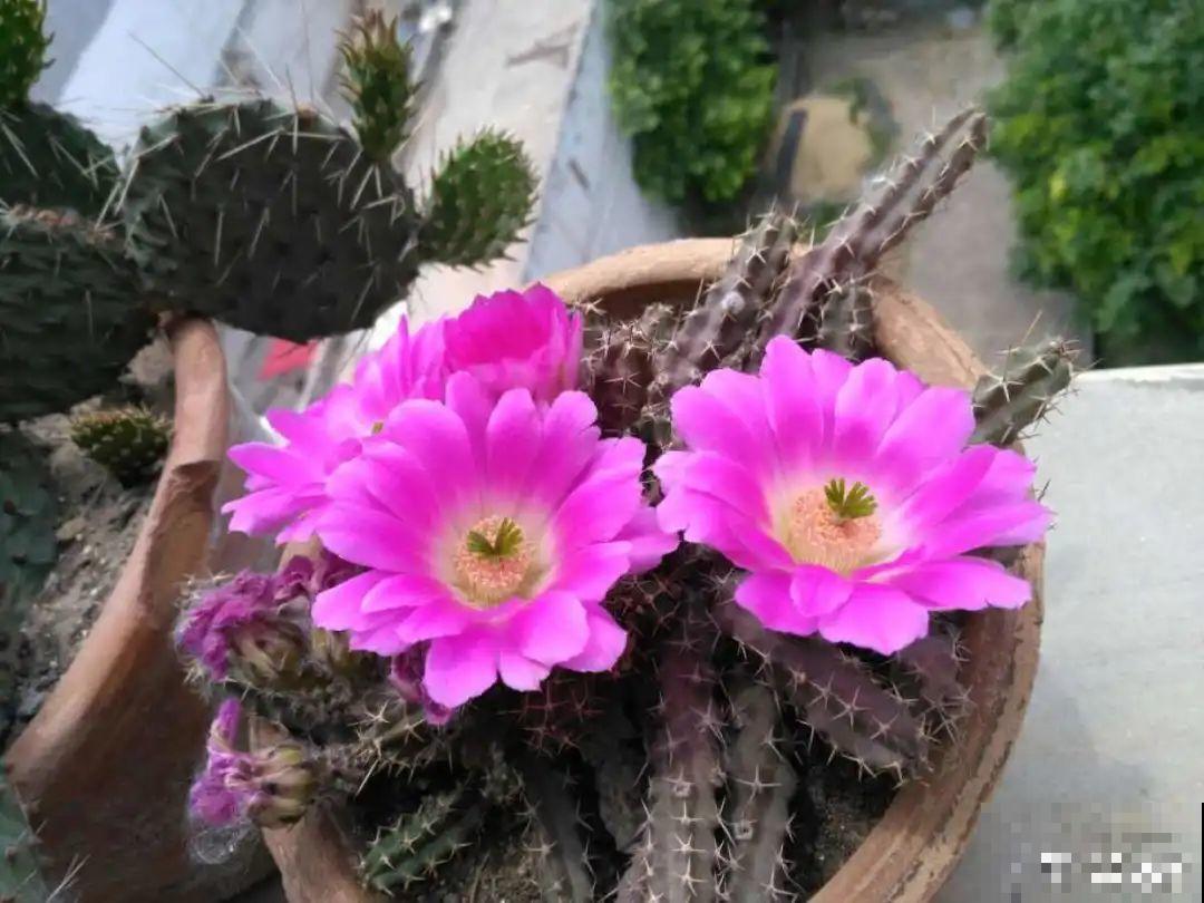 5种多肉,开花不会死,反而活得更久 5种多肉,开花不会死,反而活得更久