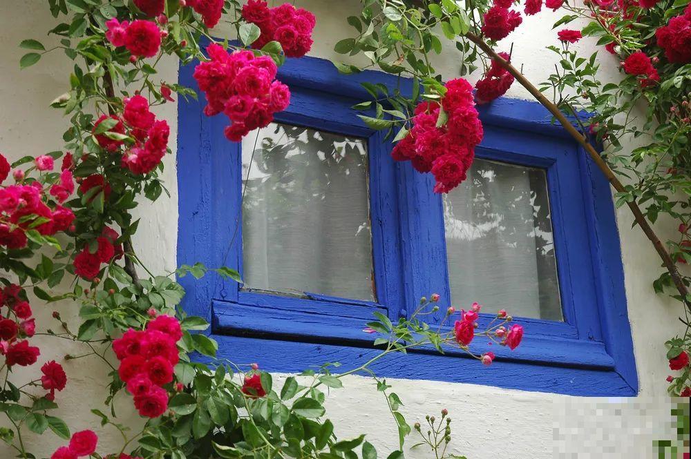 我想有一个,开满花的窗台,每天赏花! 我想有一个,开满花的窗台,每天赏花!