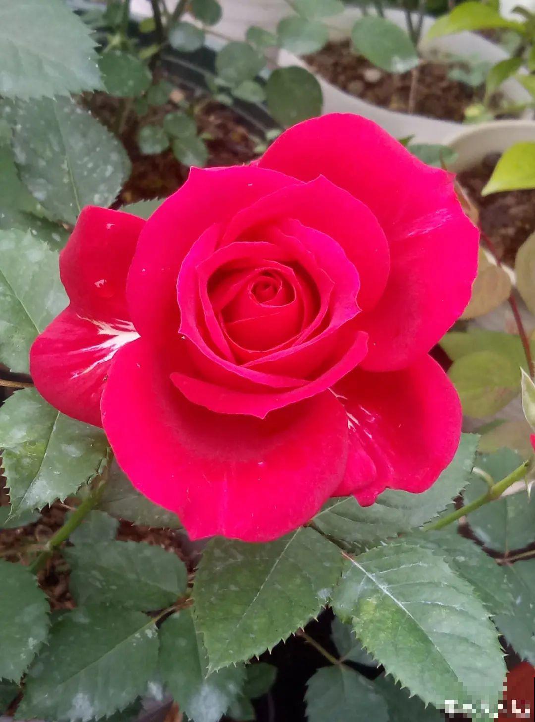 冬天逛花市，花都便宜得像白菜，赶紧买！