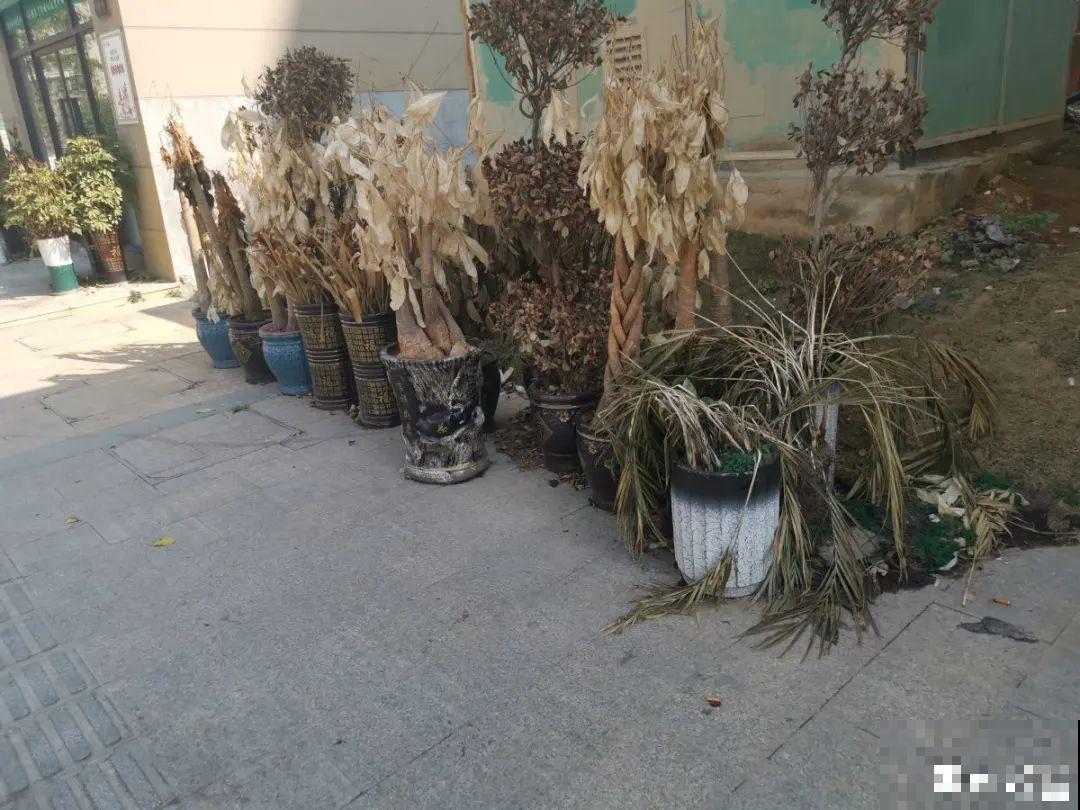 路边别人丢的大花盆，看着眼馋，好想捡回家