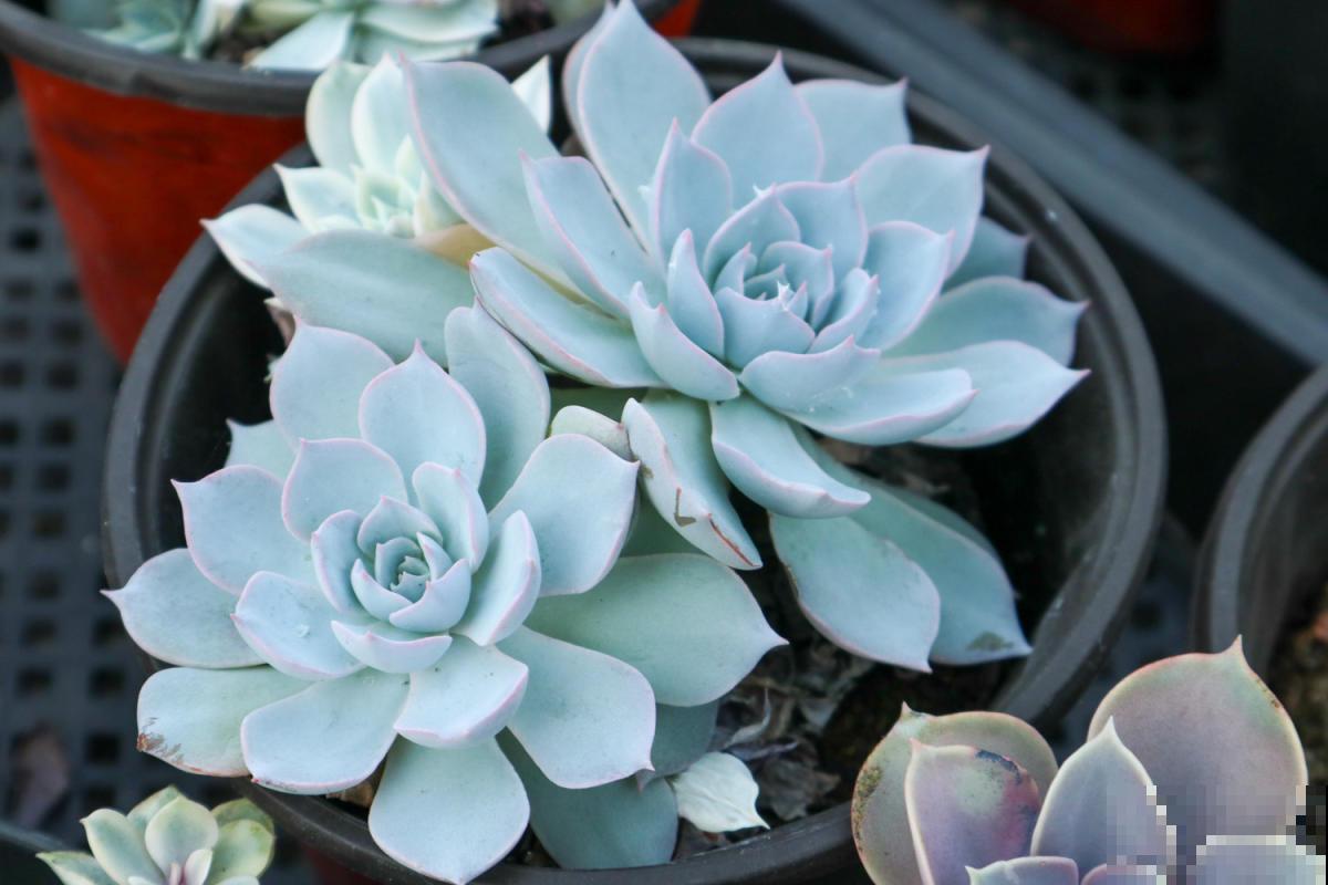 多肉养不活？学会这4招，个个都是“巨无霸”