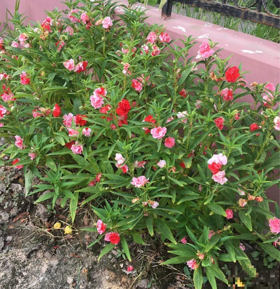 只需要种一次的花，年年疯长，除都除不尽