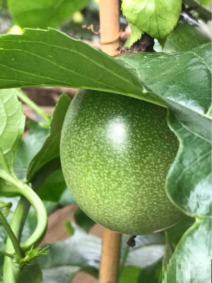 几粒种子就能种出百香果,省了不少钱,而且养护特简单! 几粒种子就能种出百香果,省了不少钱,而且养护特简单!