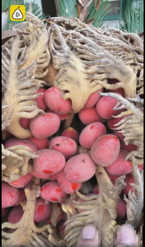 医院铁树结果，却被摘走30颗，园丁师傅吓坏了！