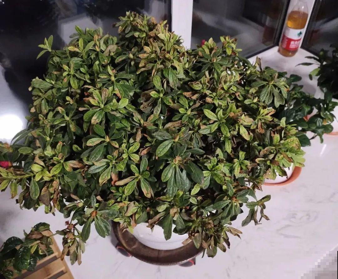9种娇气花，冬天不要买回家，太难养活了！