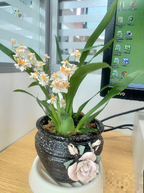 过年家里养花，就养这些“节节高”花，新的一年节节攀升