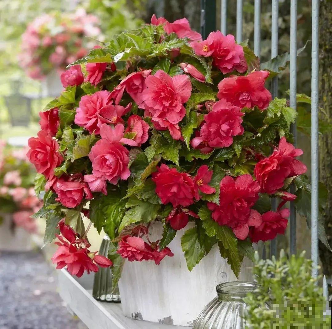 1种花不能用大盆，盆越小，水越少，开花更爆盆！