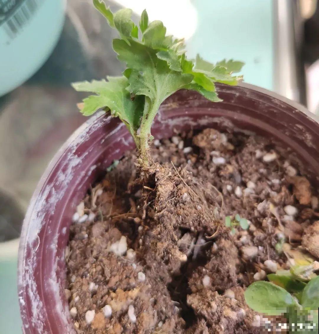 春天给花分株，1盆变成多盆，很快爆盆