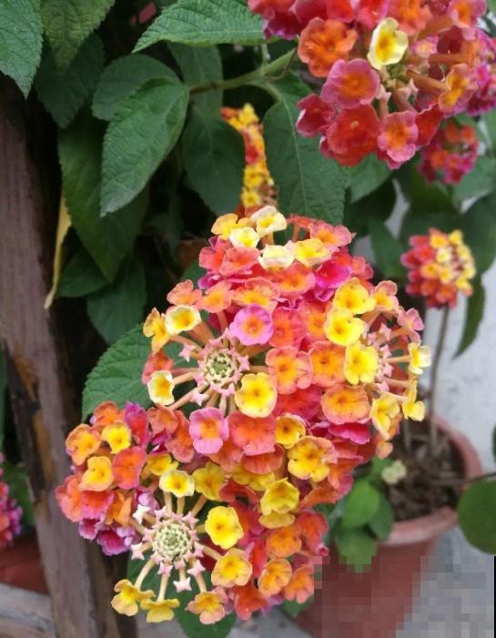 盘点那些名字难听的花,因为名字被人忽视,开花却非常美! 盘点那些名字难听的花,因为名字被人忽视,开花却非常美!