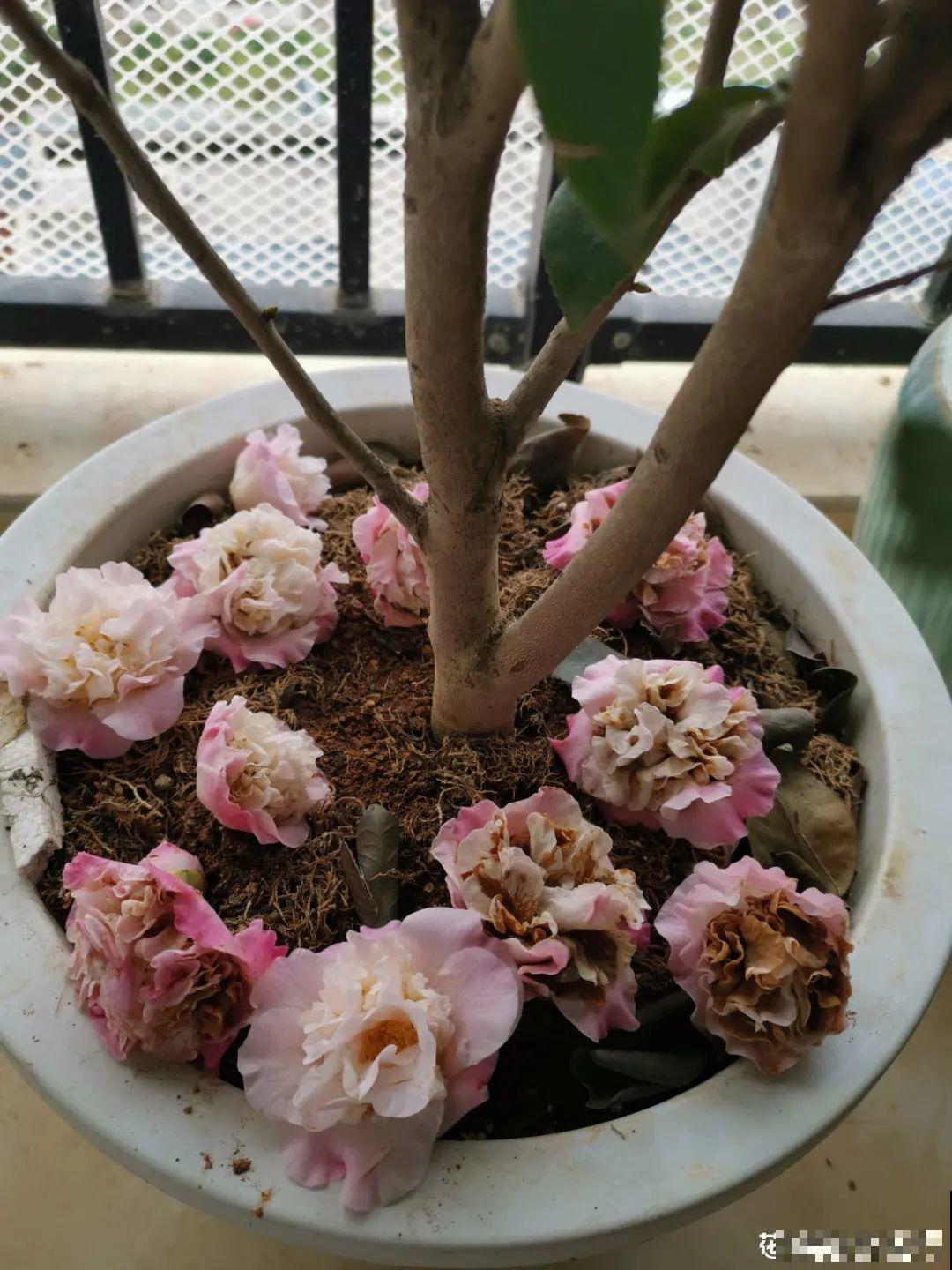 2月养花下狠手，剃光头、撸光叶，越狠越开花！