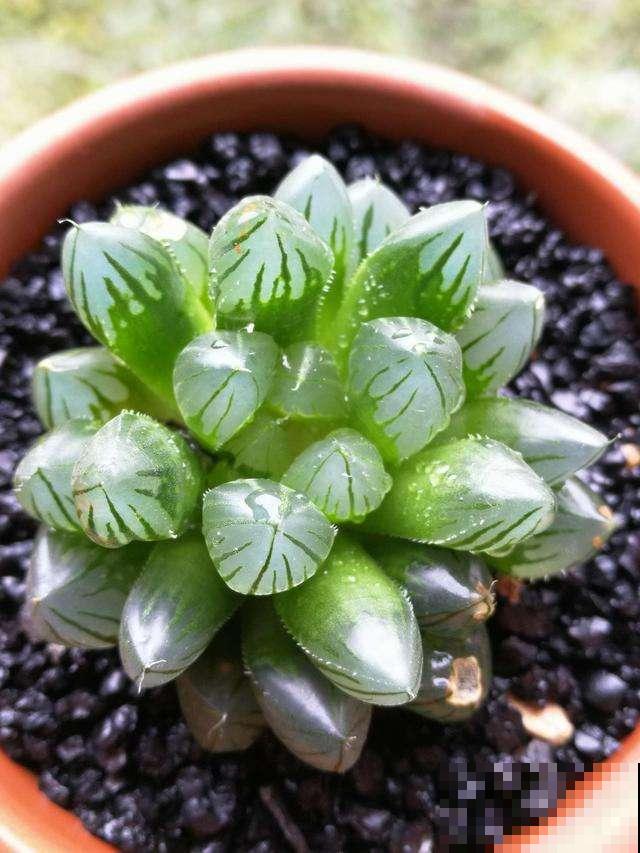 现在这个季节扦插多肉,只要温度合适,反而冬天长更快 现在这个季节扦插多肉,只要温度合适,反而冬天长更快